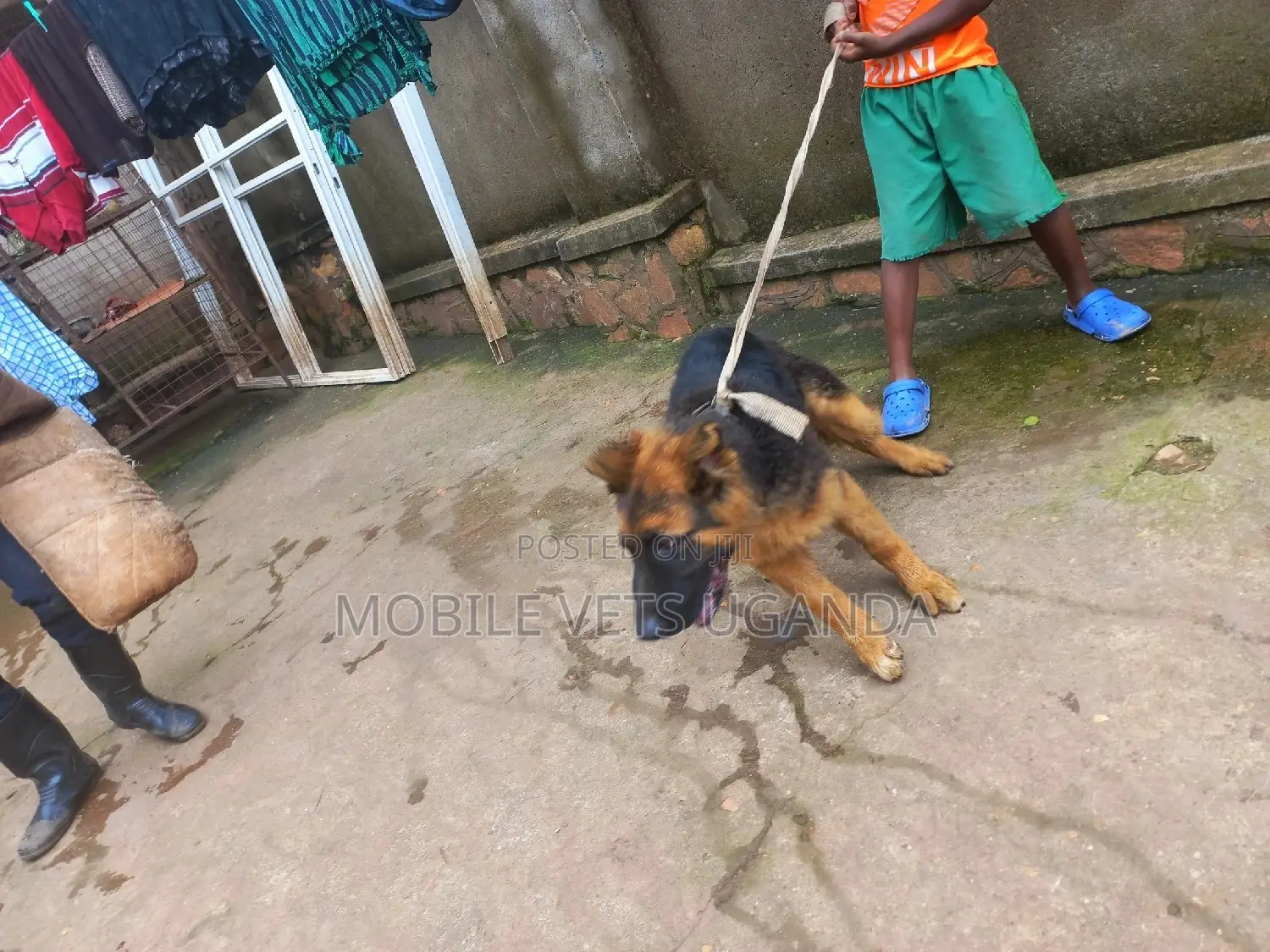 6-12 months Female Purebred German Shepherd