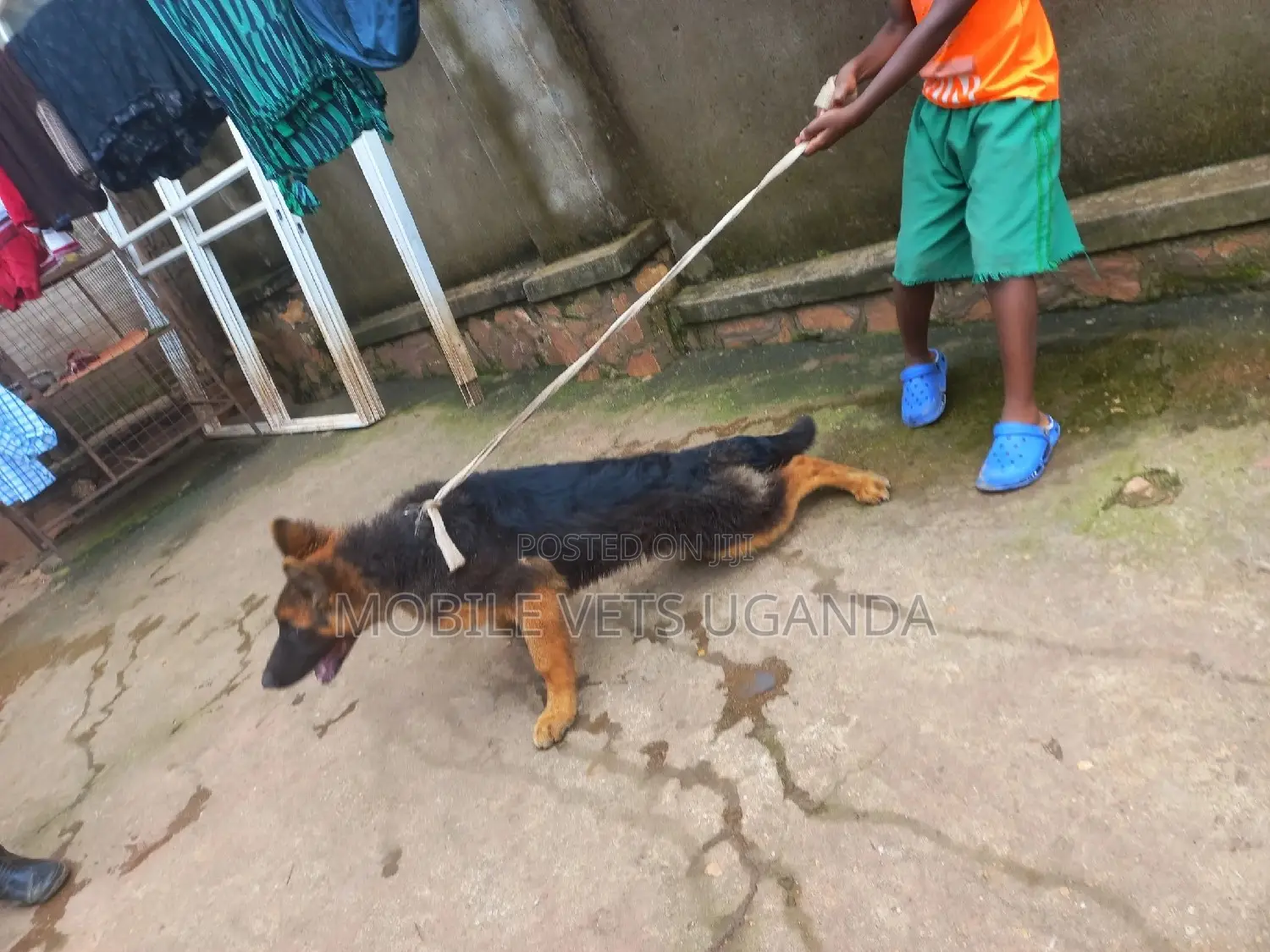 3-6 months Male Purebred German Shepherd