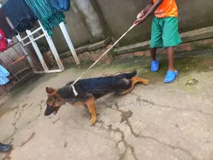 3-6 months Male Purebred German Shepherd
