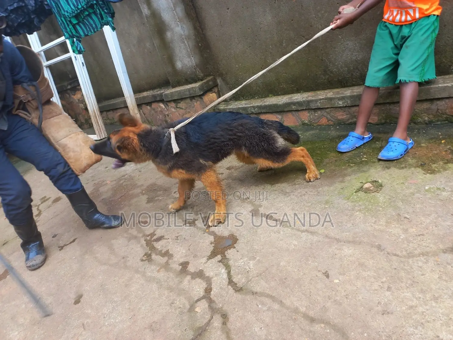 1-3 months Female Purebred German Shepherd