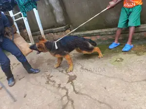 1-3 months Female Purebred German Shepherd