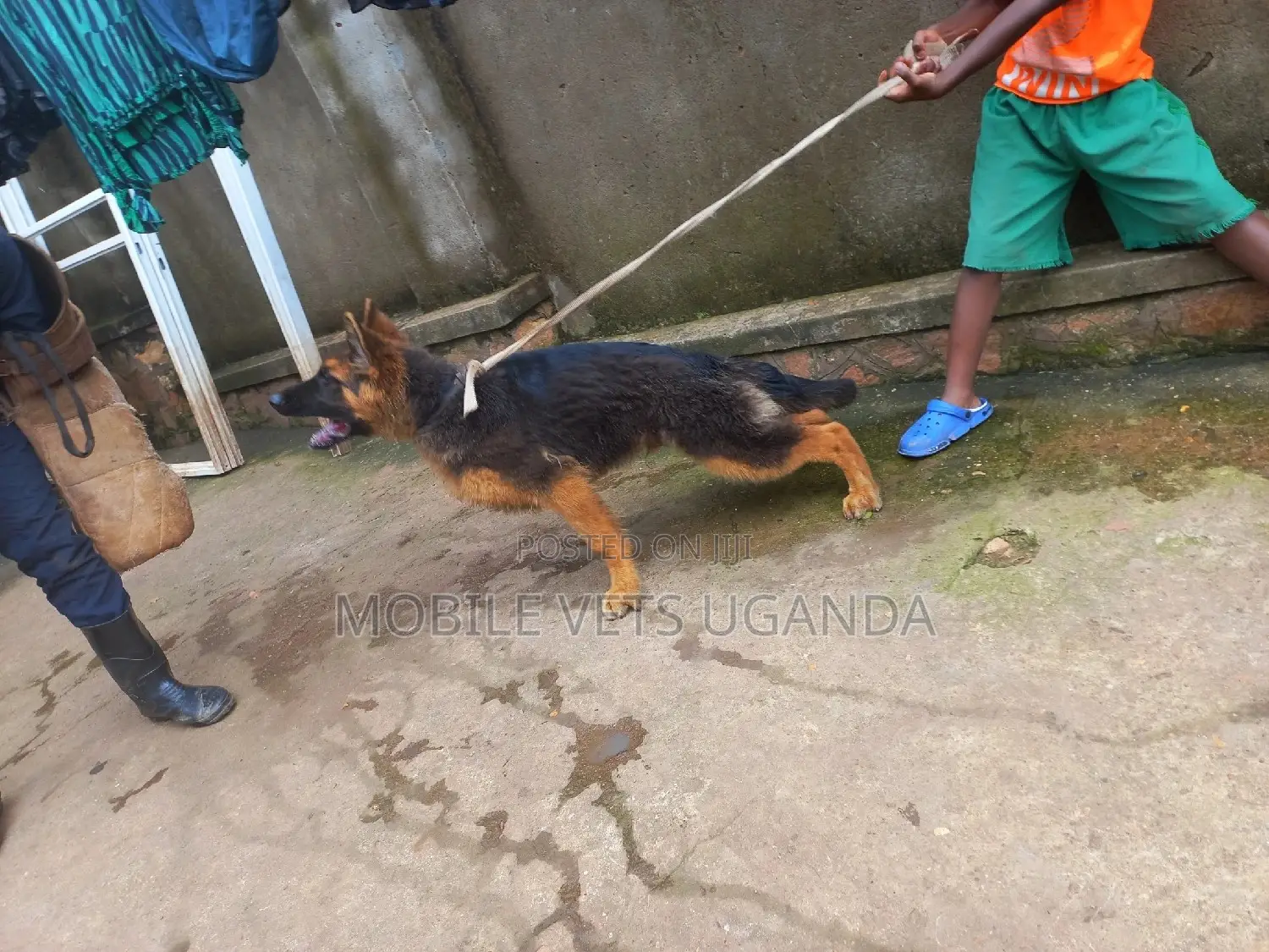 1-3 months Female Purebred German Shepherd