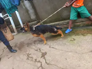 1-3 months Female Purebred German Shepherd