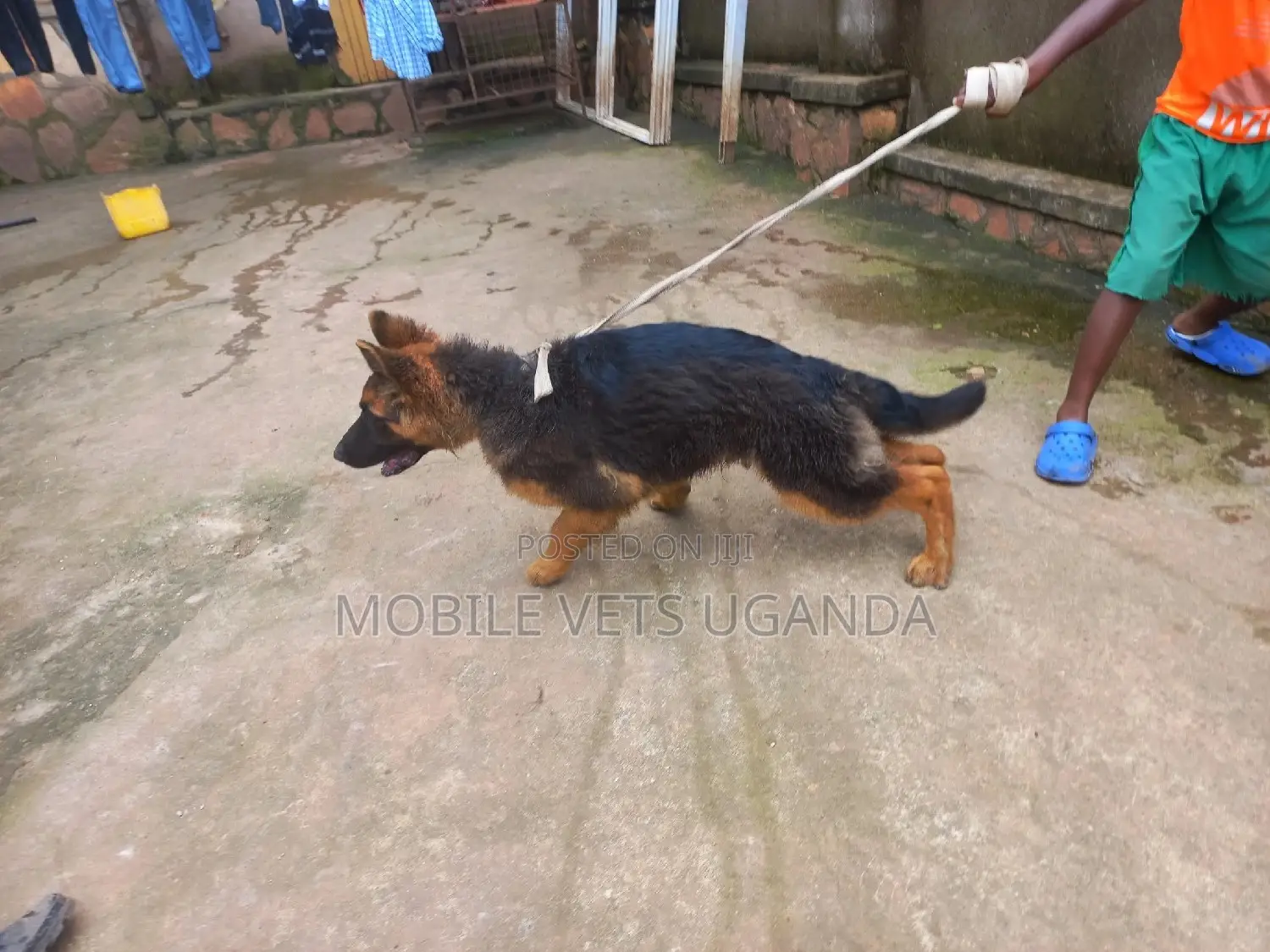 6-12 months Male Purebred German Shepherd