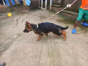 6-12 months Male Purebred German Shepherd