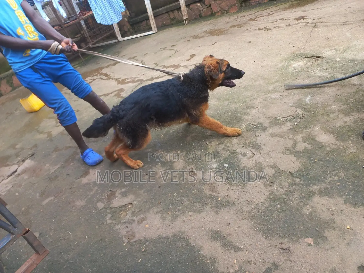 3-6 months Male Purebred German Shepherd