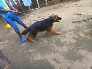 3-6 months Male Purebred German Shepherd