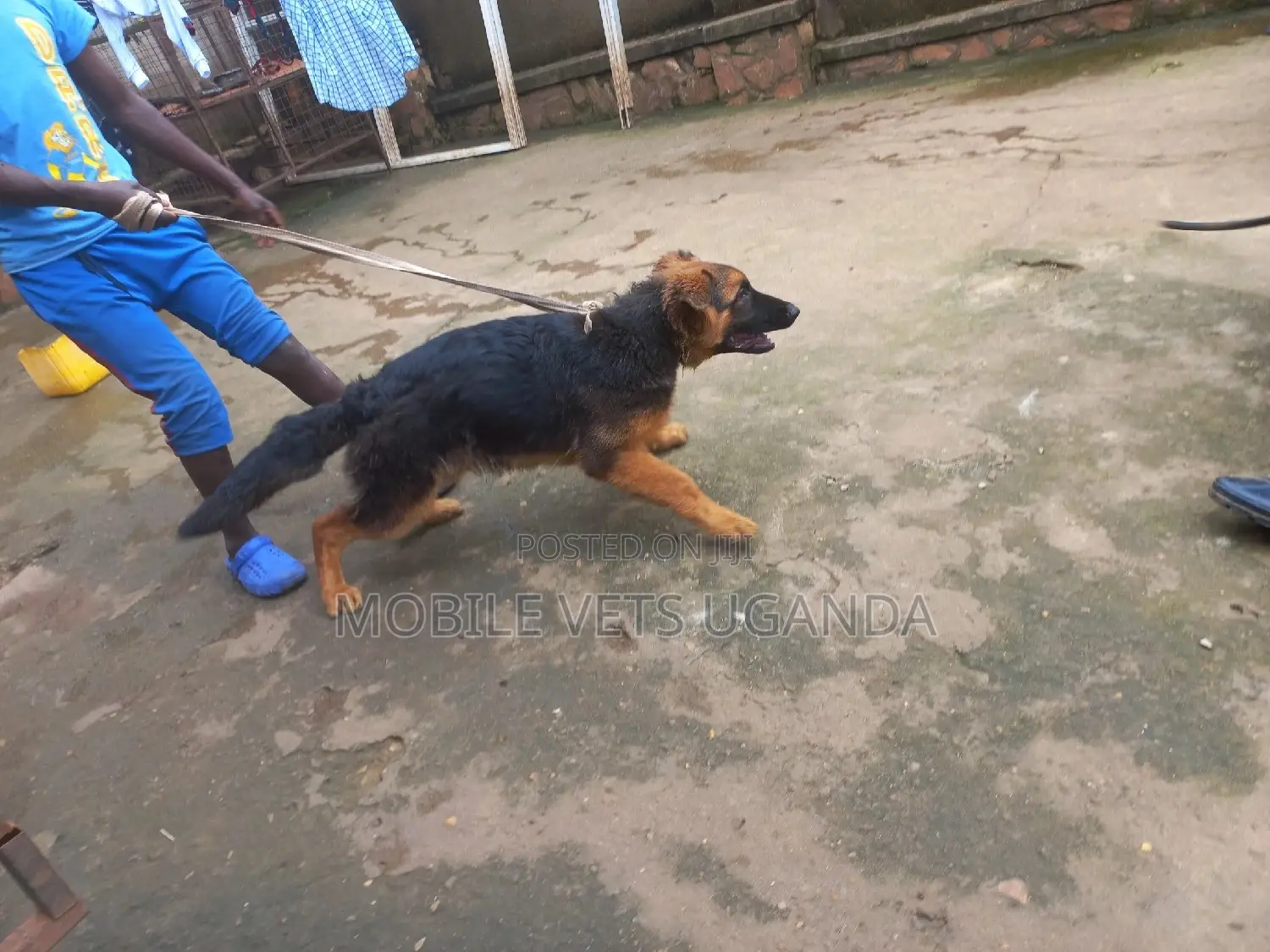 1-3 months Male Purebred German Shepherd