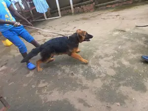 1-3 months Male Purebred German Shepherd