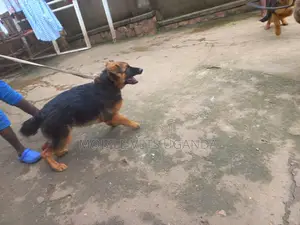 6-12 months Female Purebred German Shepherd