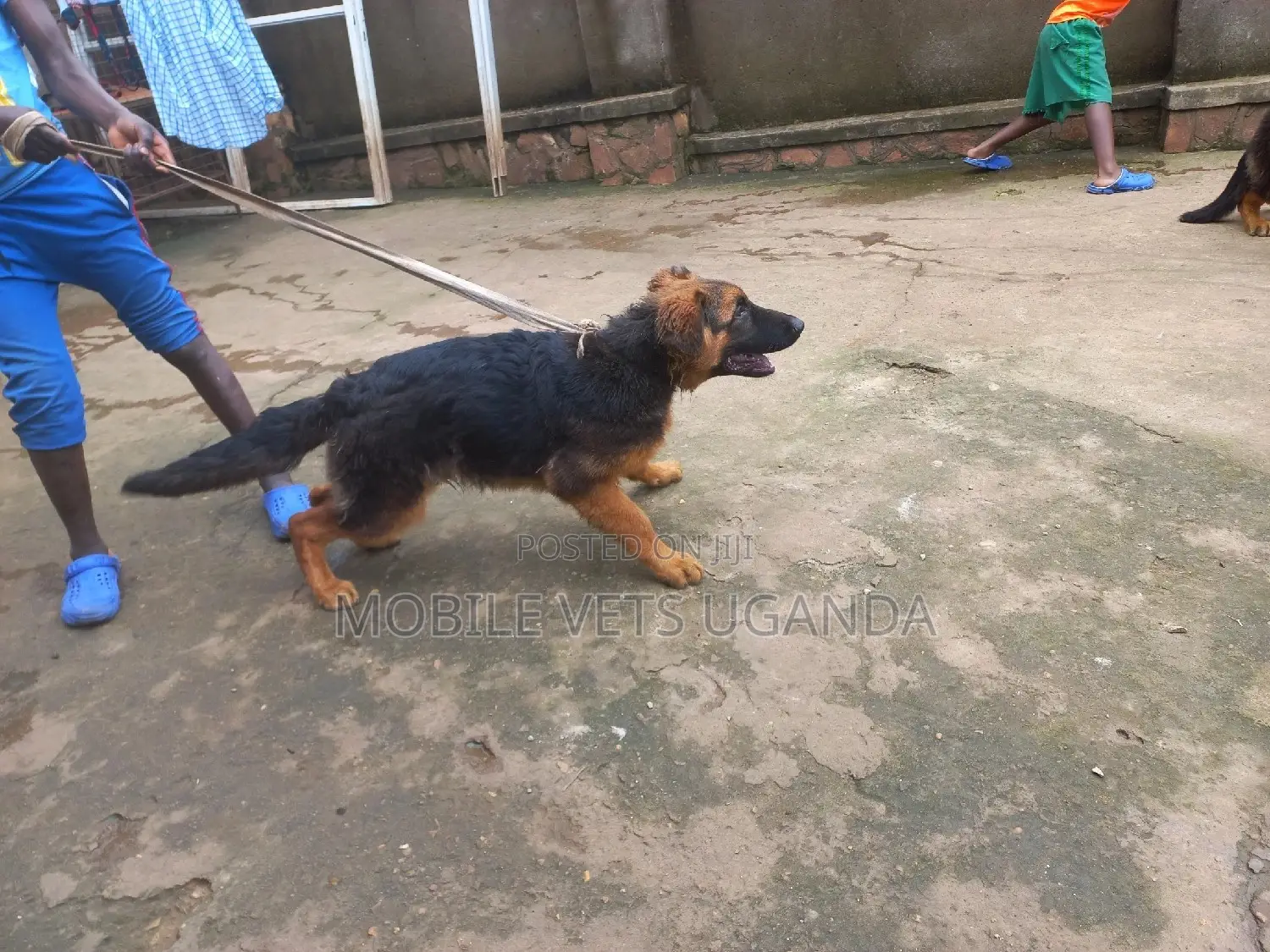 1-3 months Male Purebred German Shepherd