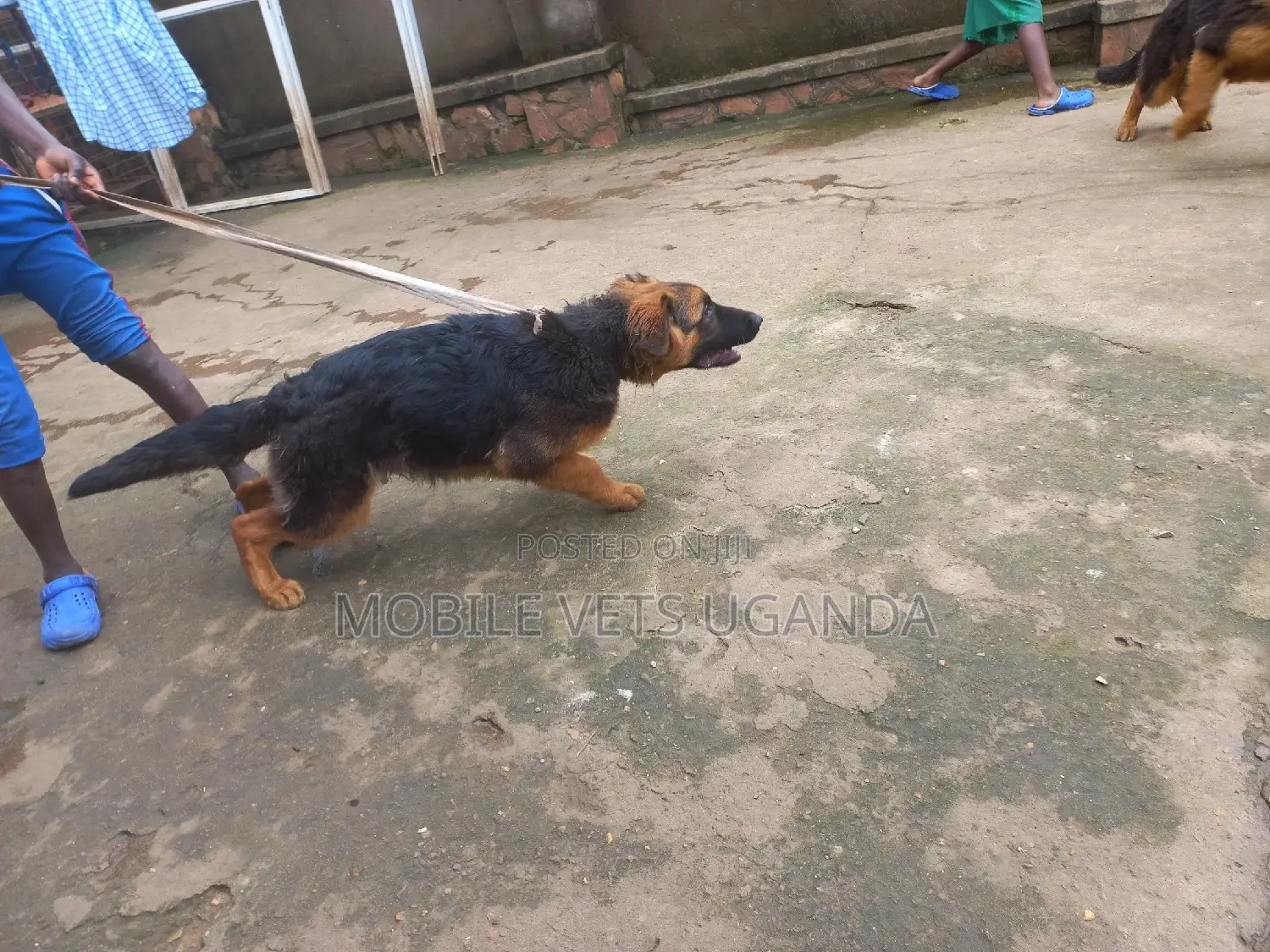 1-3 months Female Purebred German Shepherd