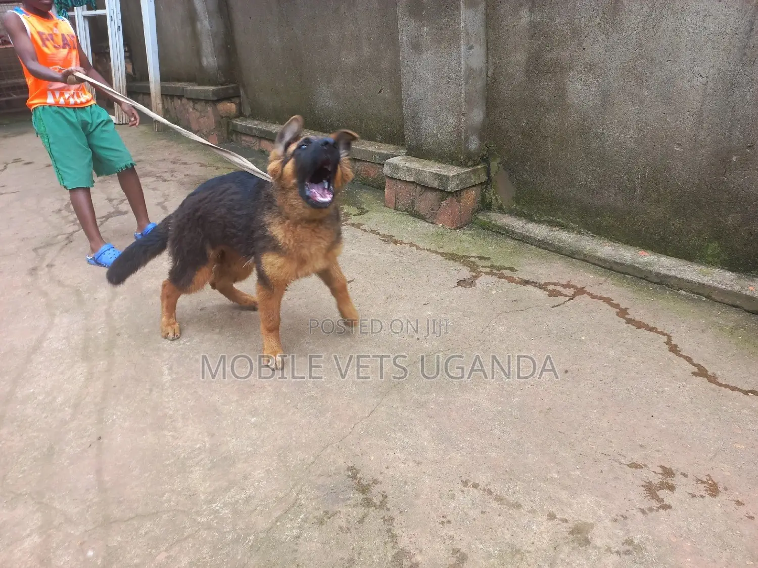 3-6 months Female Purebred German Shepherd