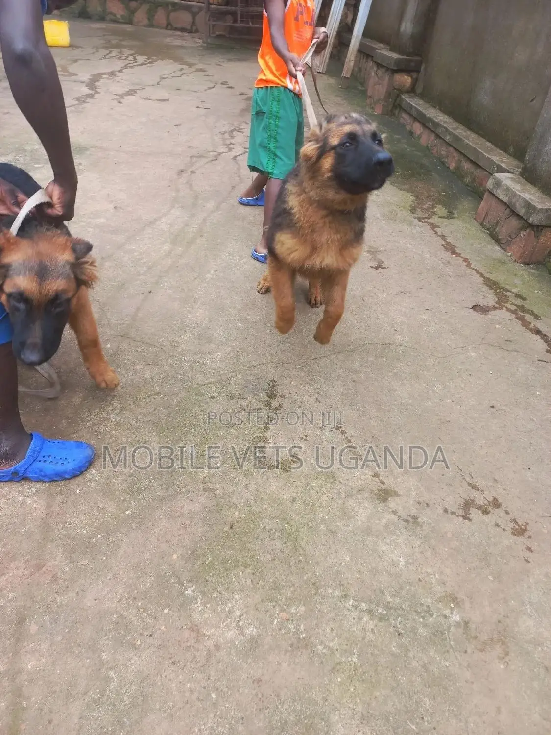 3-6 months Female Purebred German Shepherd
