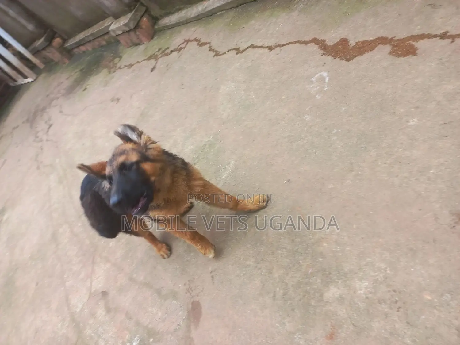 6-12 months Female Purebred German Shepherd