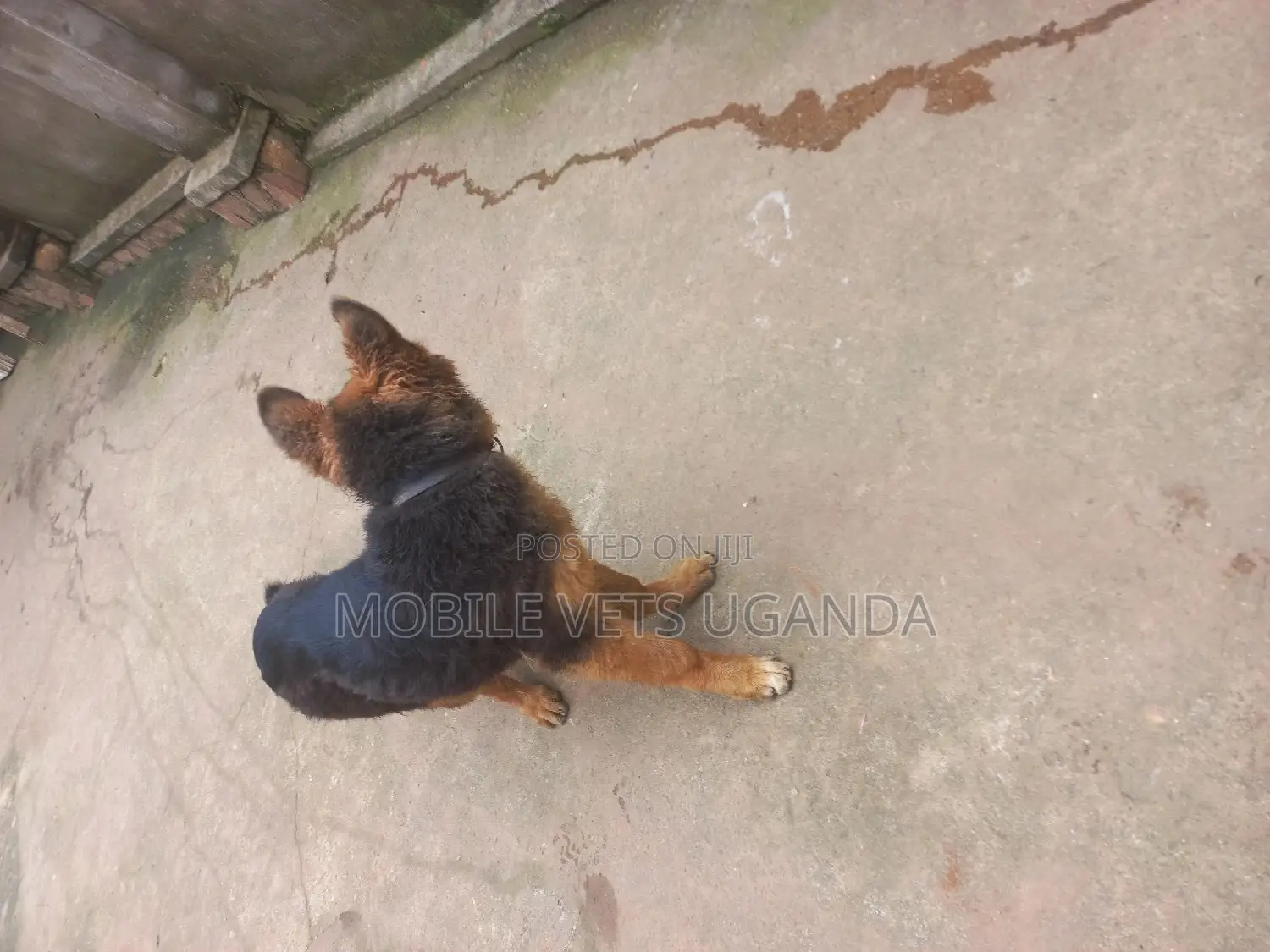 3-6 months Male Purebred German Shepherd