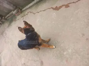 3-6 months Male Purebred German Shepherd