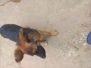 3-6 months Male Purebred German Shepherd