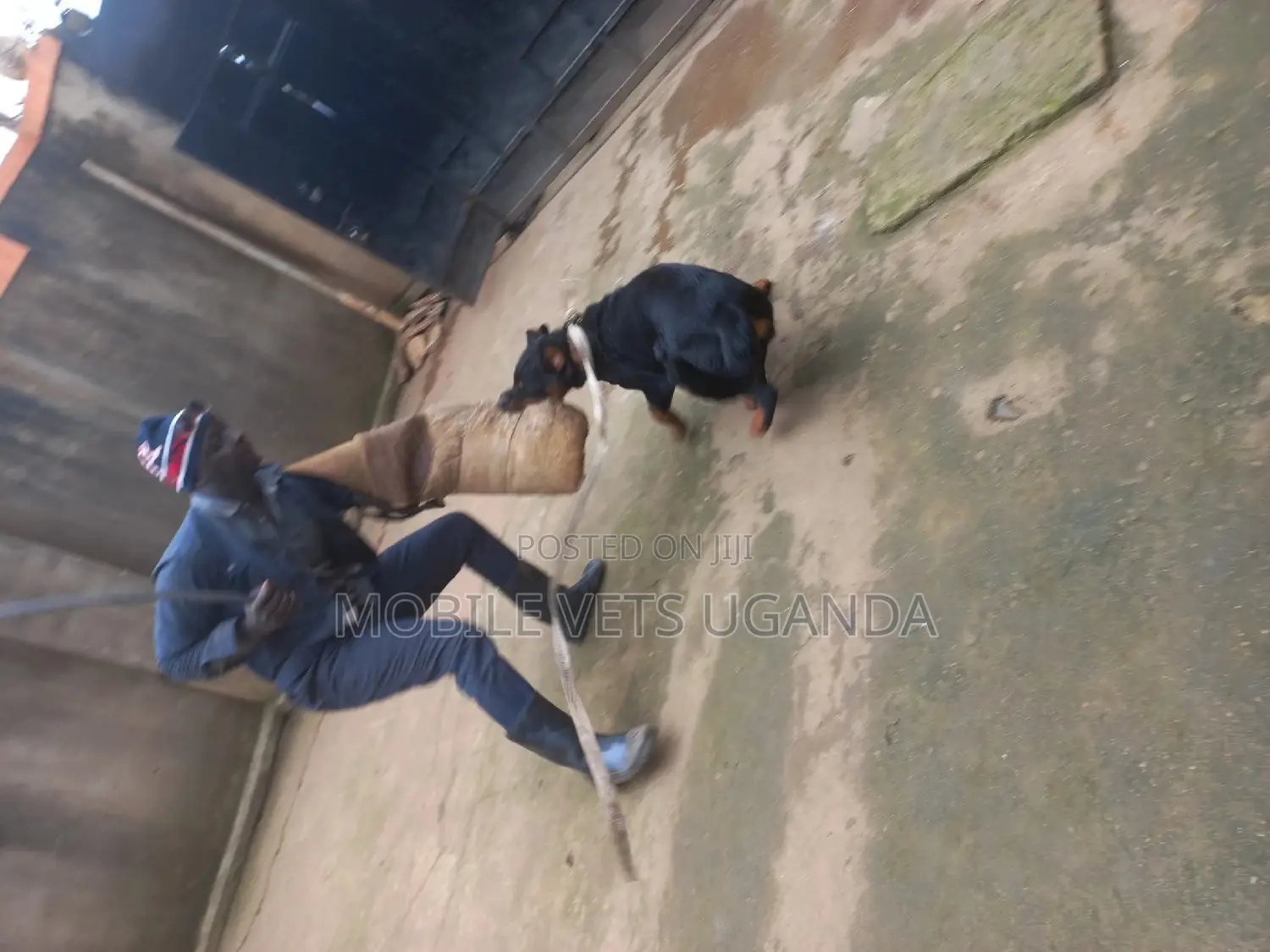 6-12 months Male Purebred Rottweiler