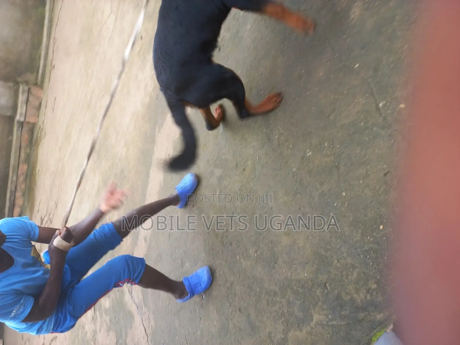 6-12 months Female Purebred Rottweiler