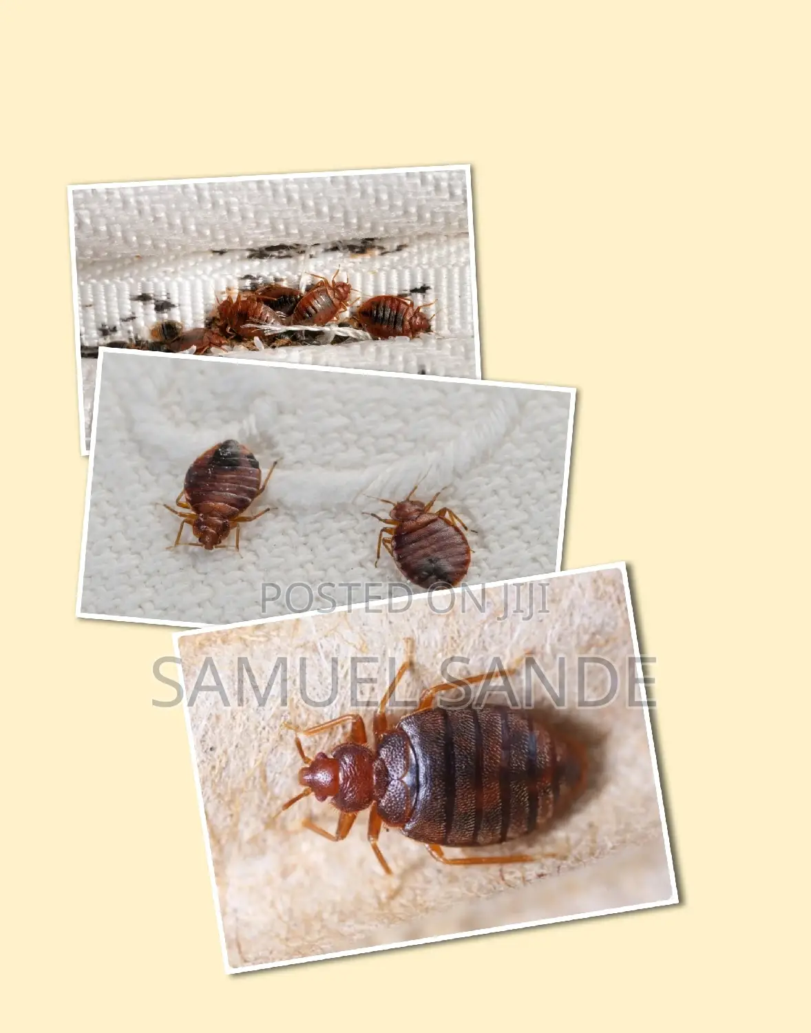 Effective Bedbugs Fumigation With No Smell