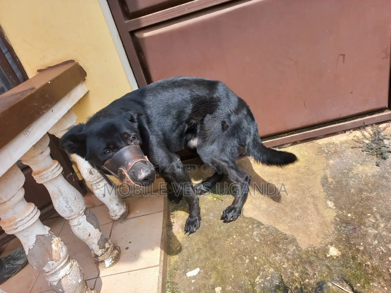 3-6 months Male Purebred German Shepherd