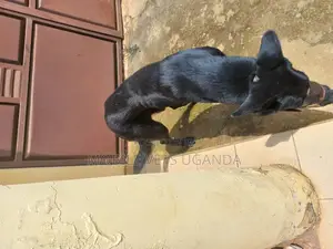6-12 months Male Purebred German Shepherd