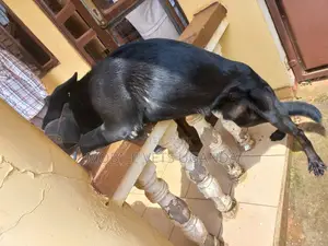 1-3 months Male Purebred German Shepherd