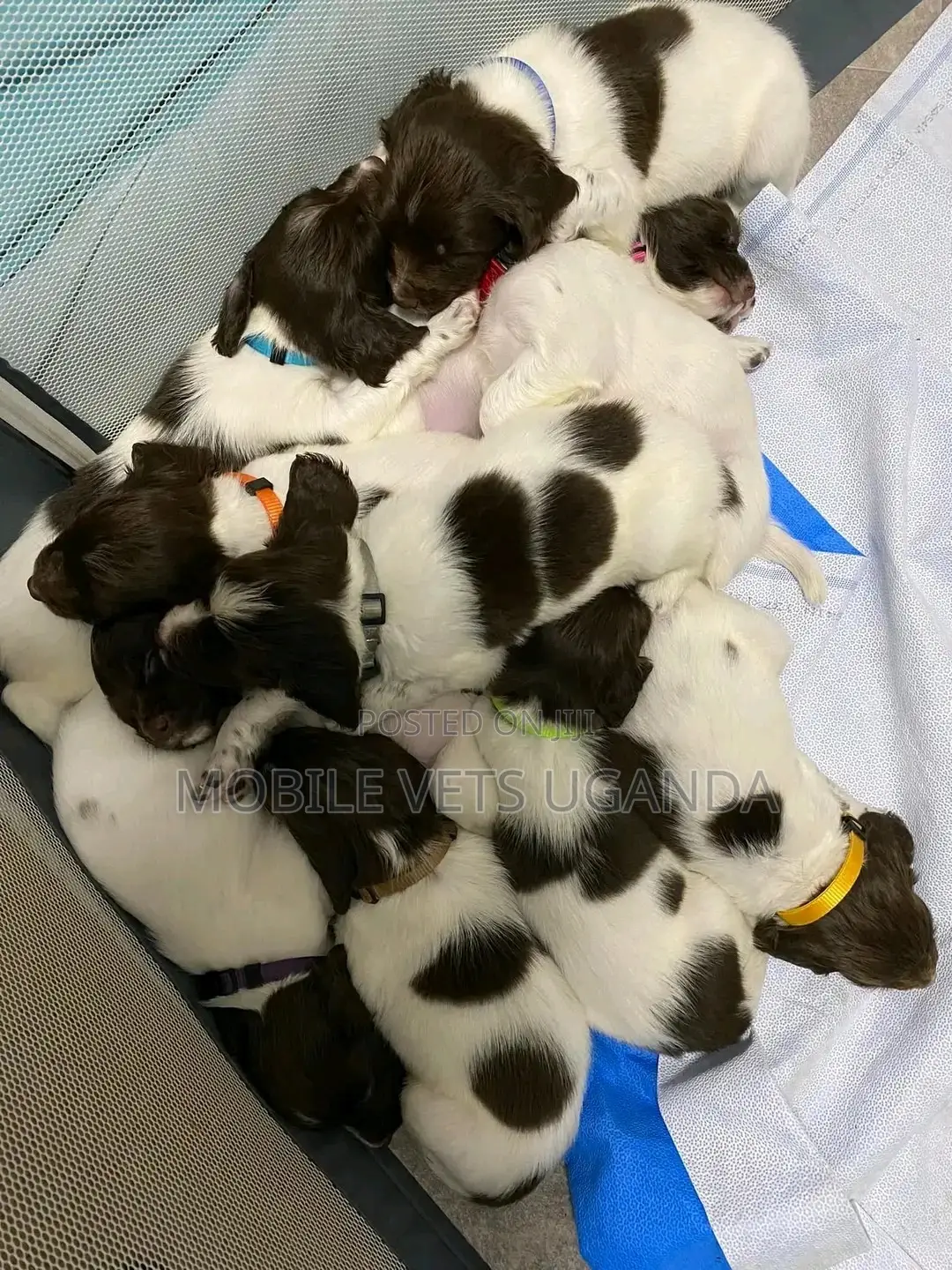 0-1 month Male Purebred English Cocker Spaniel