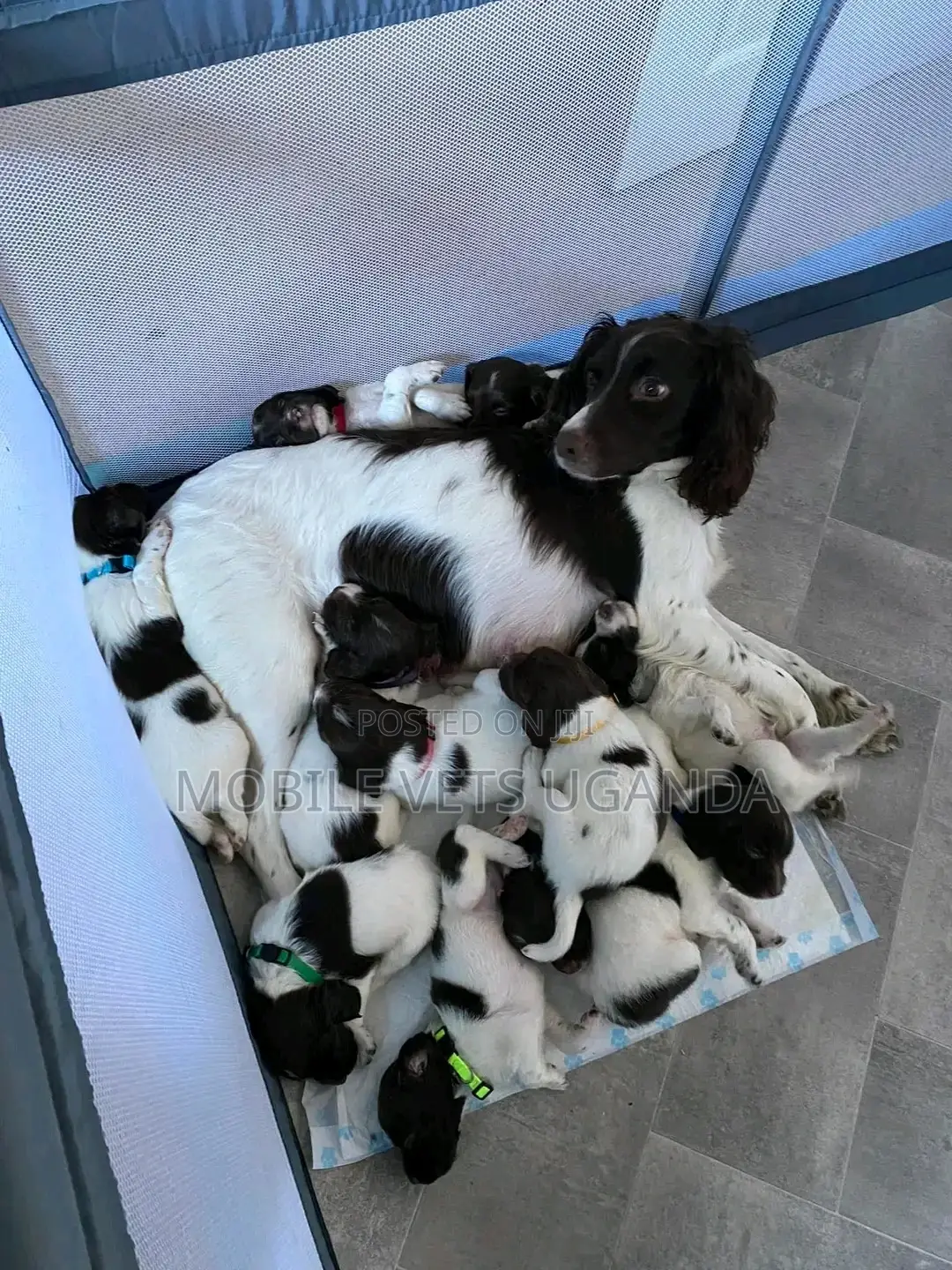 1-3 months Female Purebred English Cocker Spaniel