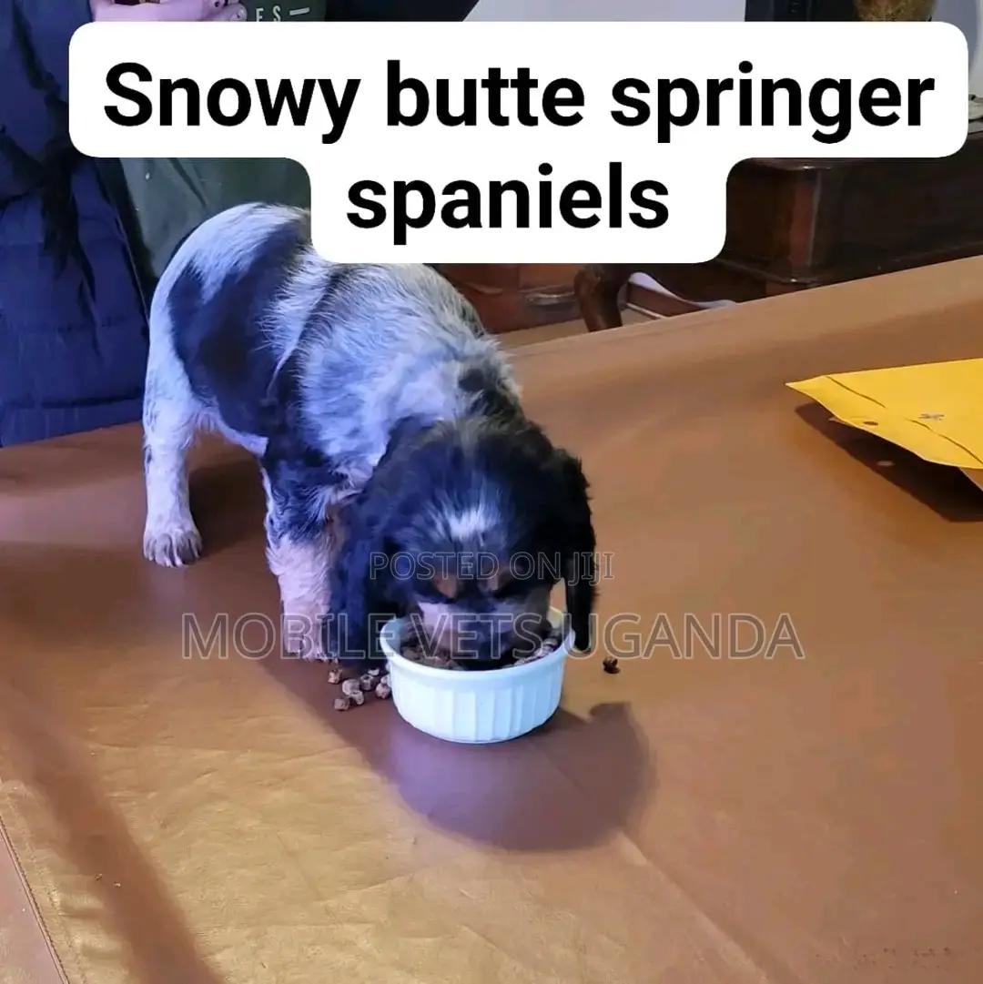 6-12 months Male Purebred English Cocker Spaniel