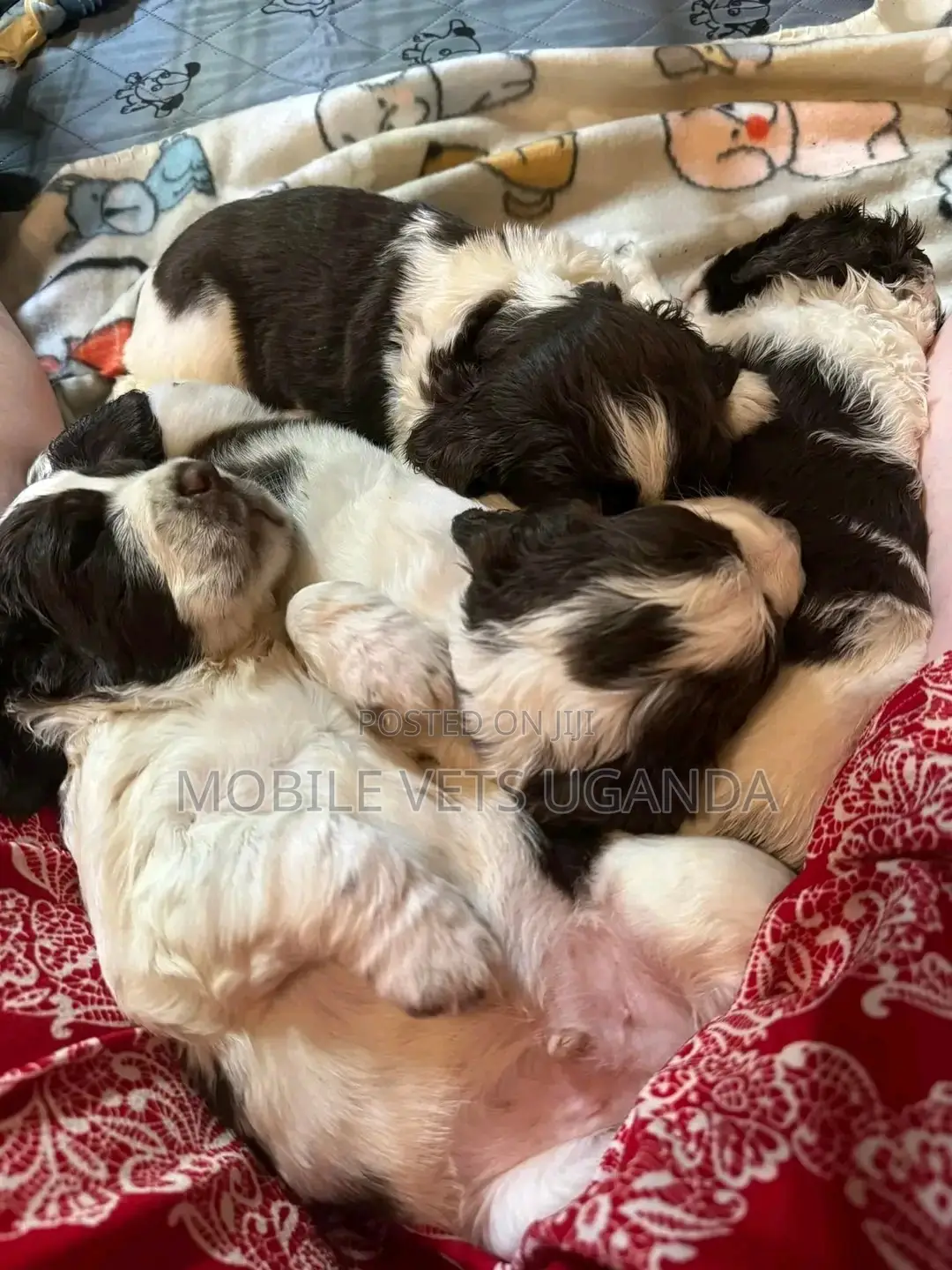 0-1 month Female Purebred English Cocker Spaniel