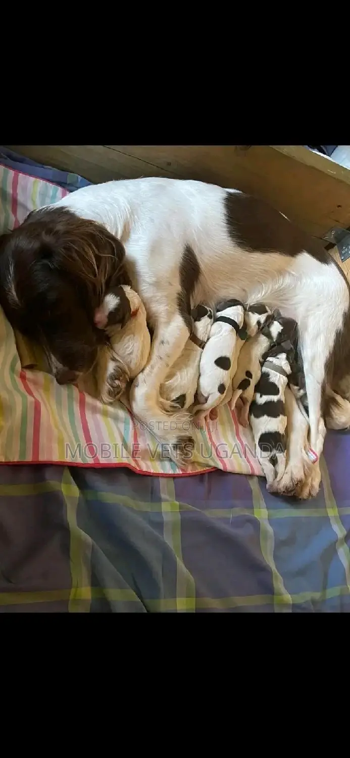 0-1 month Female Purebred English Springer Spaniel