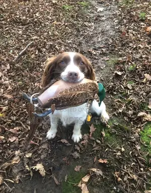 1-3 months Male Purebred English Toy Spaniel