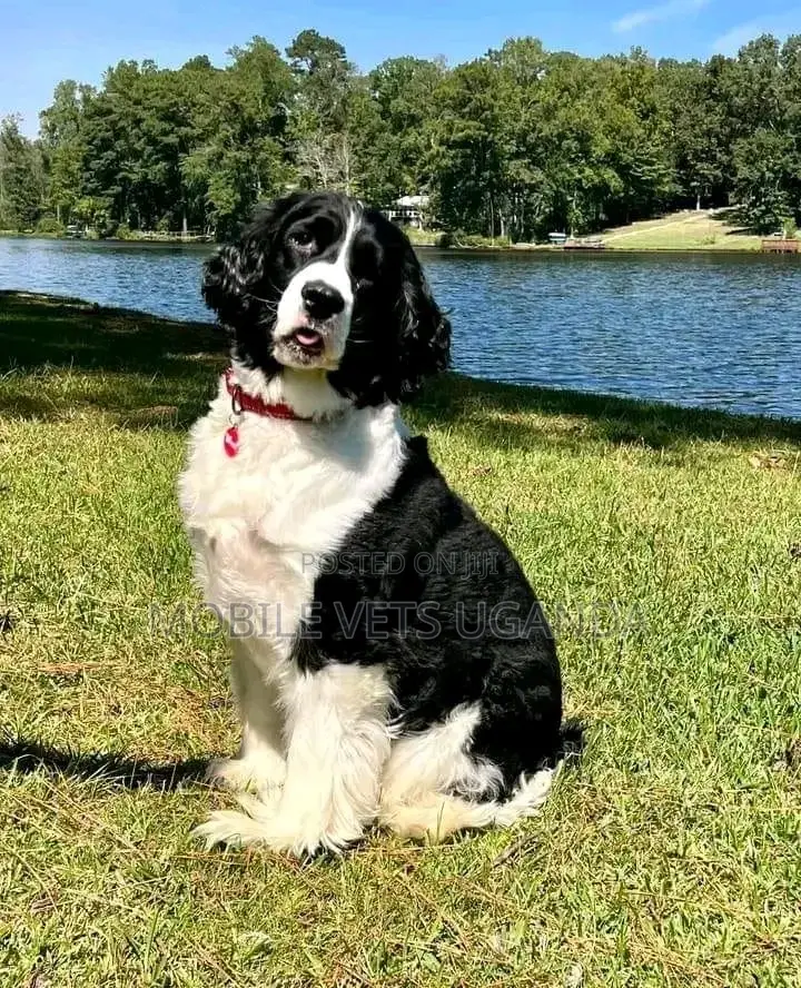 3-6 months Male Purebred English Cocker Spaniel