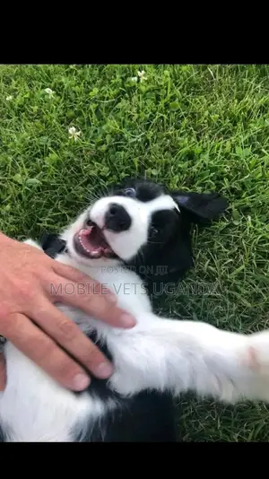 1-3 months Male Purebred English Springer Spaniel