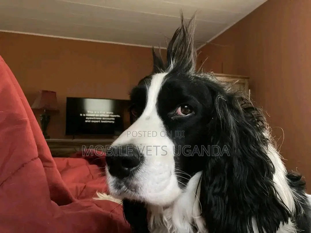 1+ year Female Purebred English Springer Spaniel