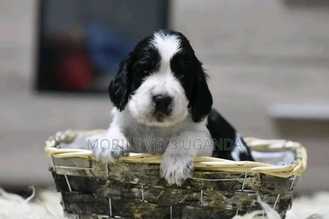 0-1 month Male Purebred English Springer Spaniel