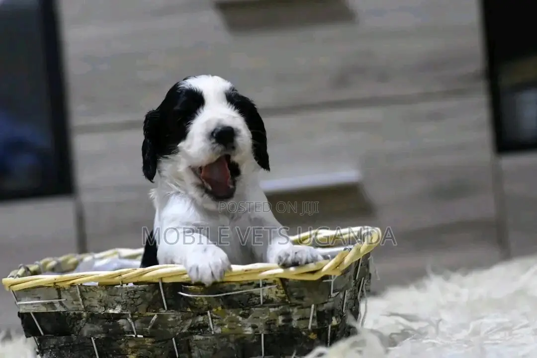 0-1 month Female Purebred English Springer Spaniel