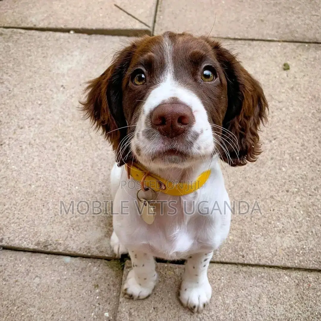 1-3 months Male Purebred English Springer Spaniel