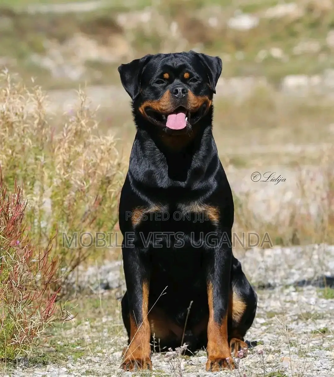 1+ year Female Purebred Rottweiler
