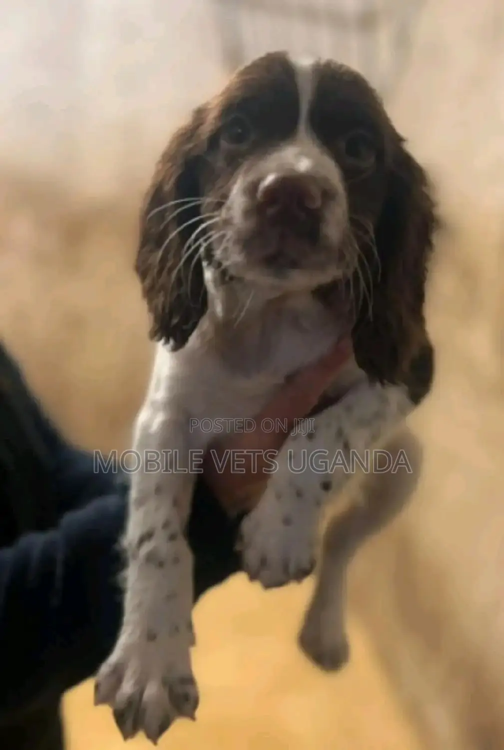 1-3 months Male Purebred English Toy Spaniel