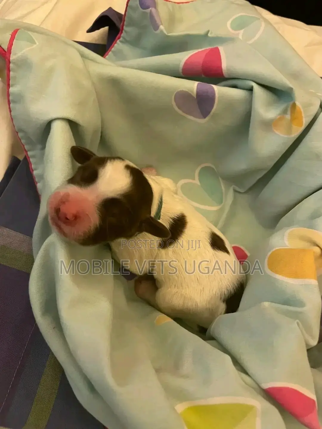 0-1 month Female Purebred English Springer Spaniel