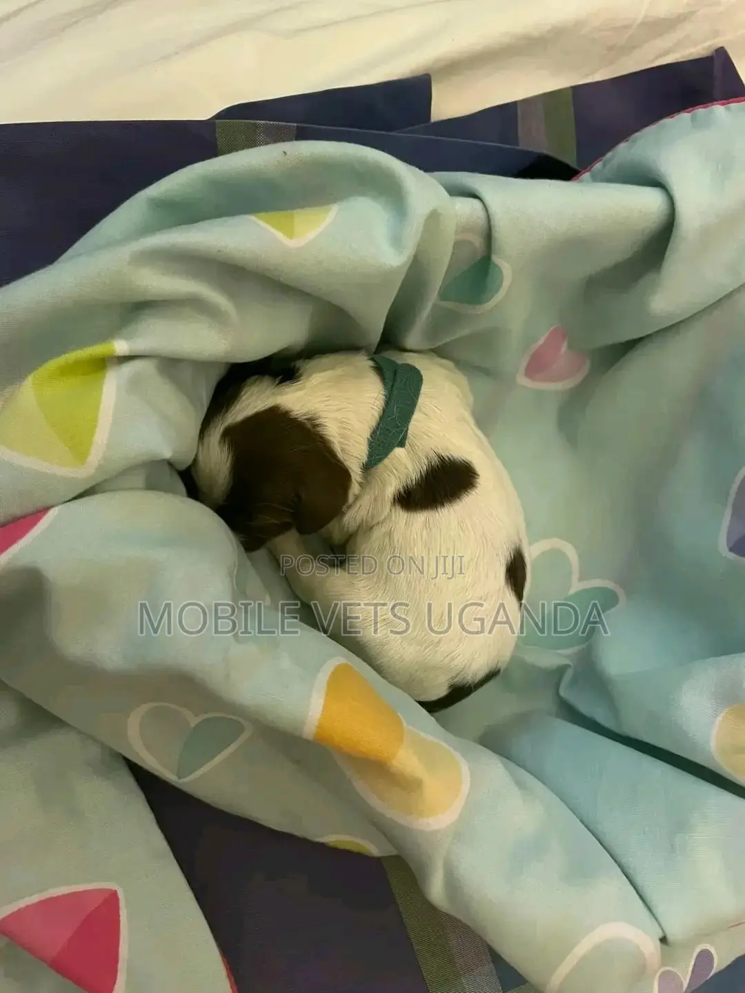 0-1 month Male Purebred English Springer Spaniel