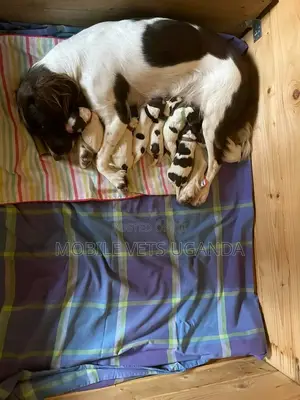 0-1 month Female Purebred English Setter