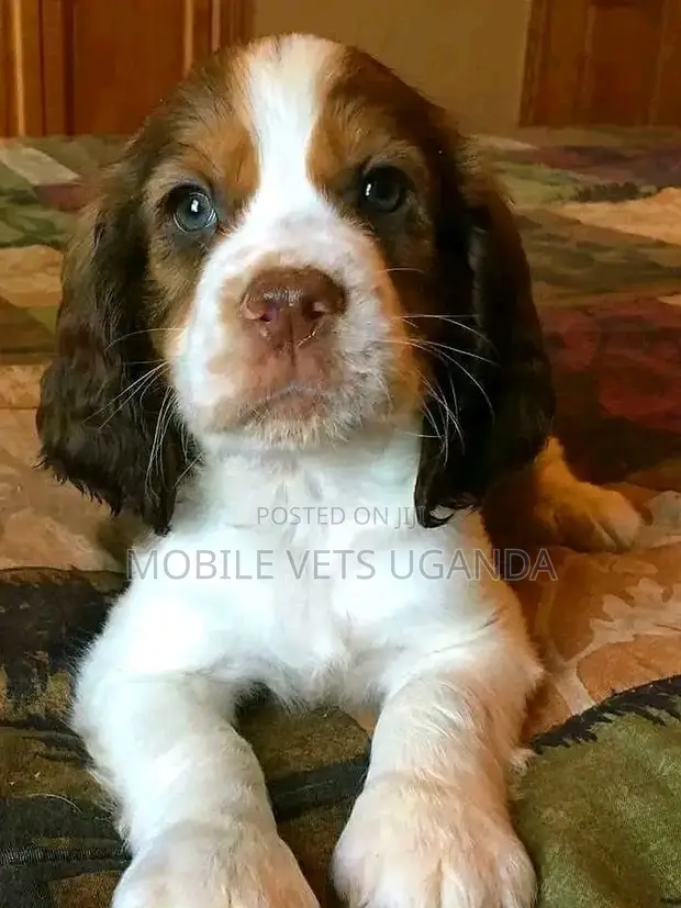 1-3 months Female Purebred English Springer Spaniel in Central