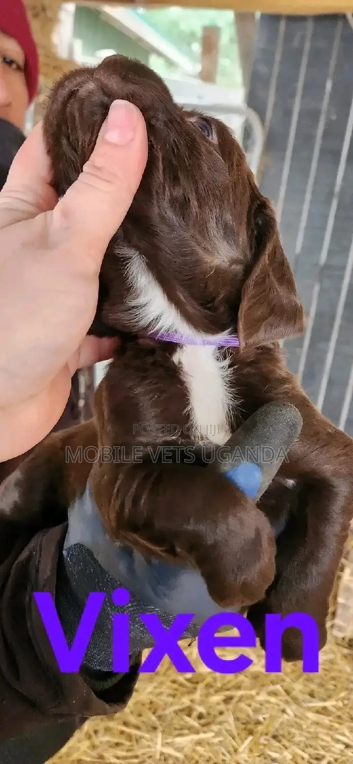 1-3 months Female Purebred English Cocker Spaniel