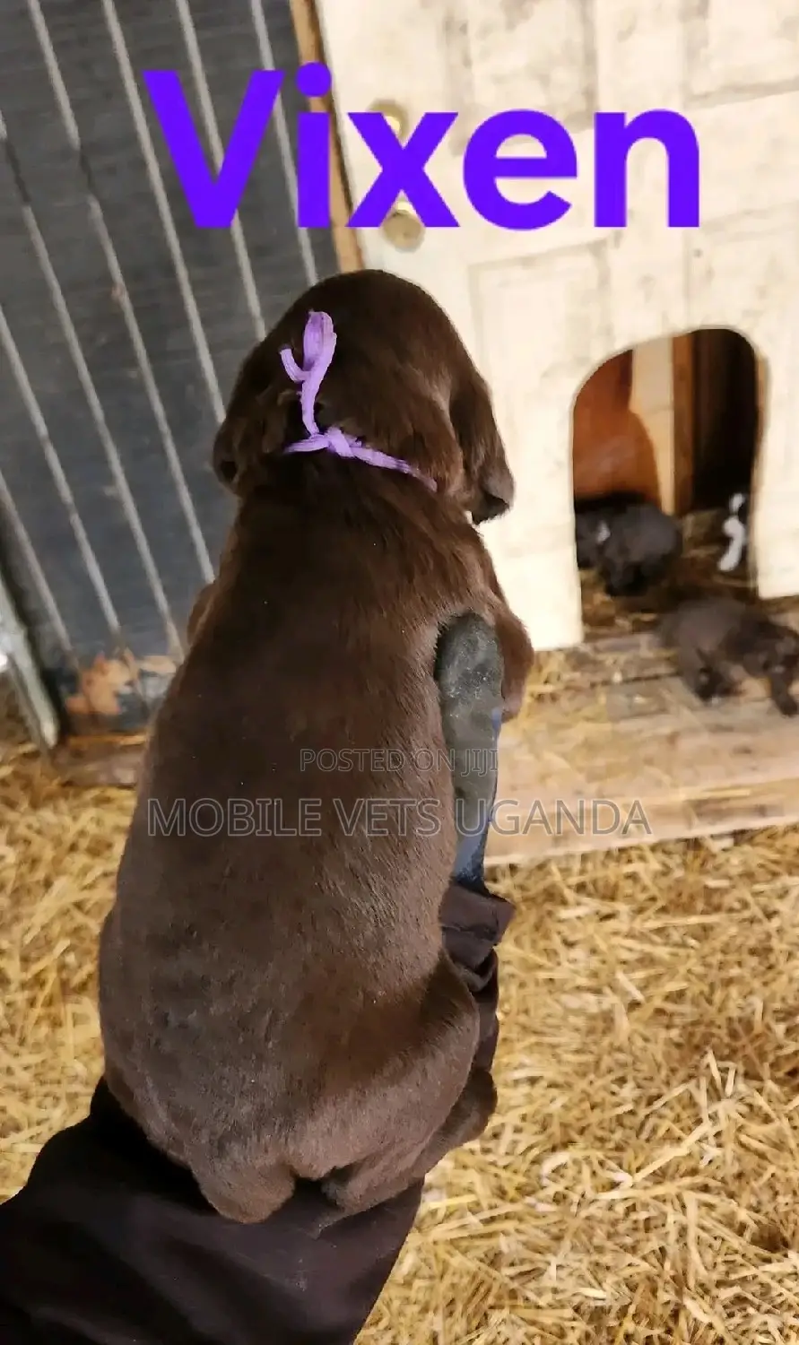 0-1 month Female Purebred Labradoodle