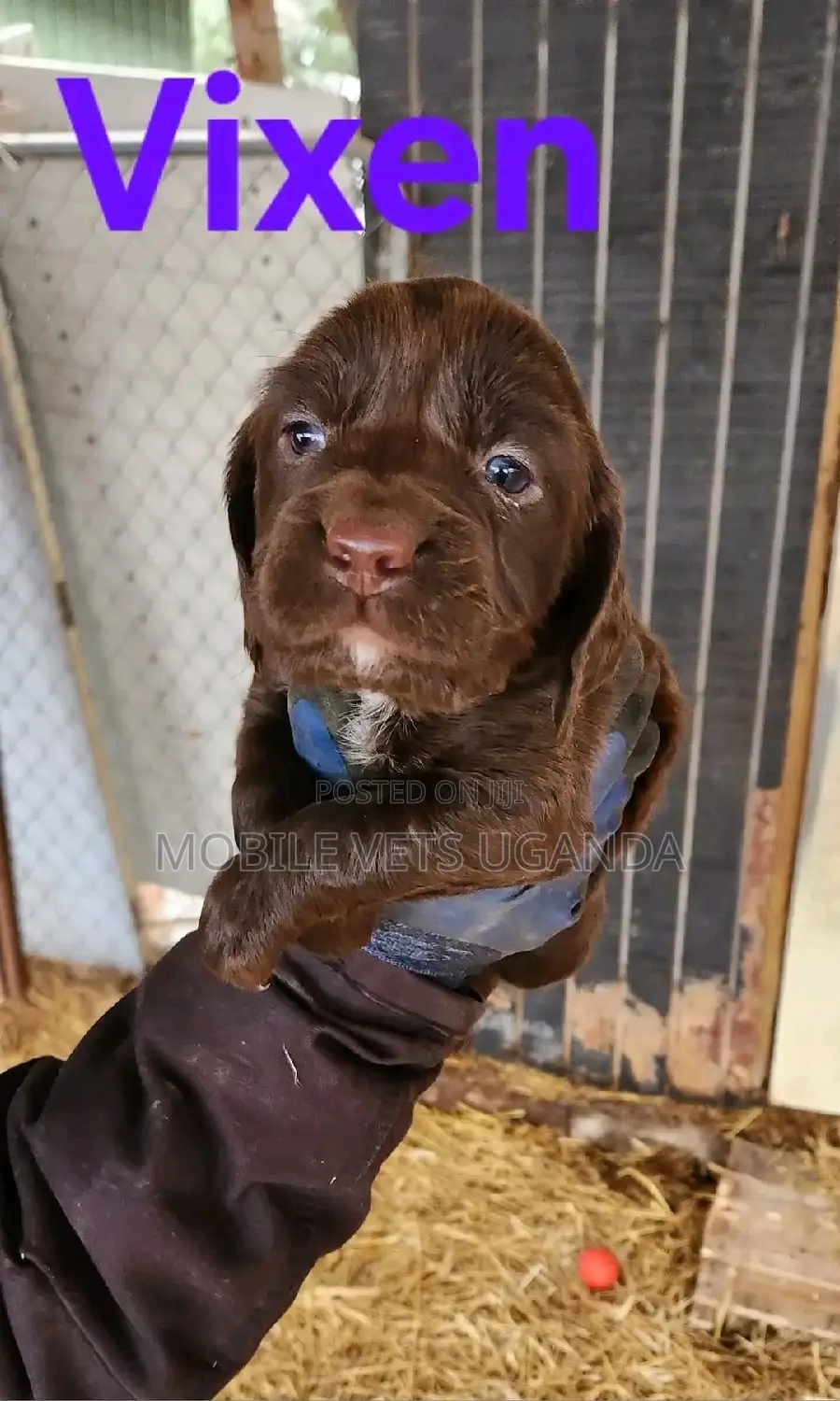 1-3 months Male Purebred English Cocker Spaniel