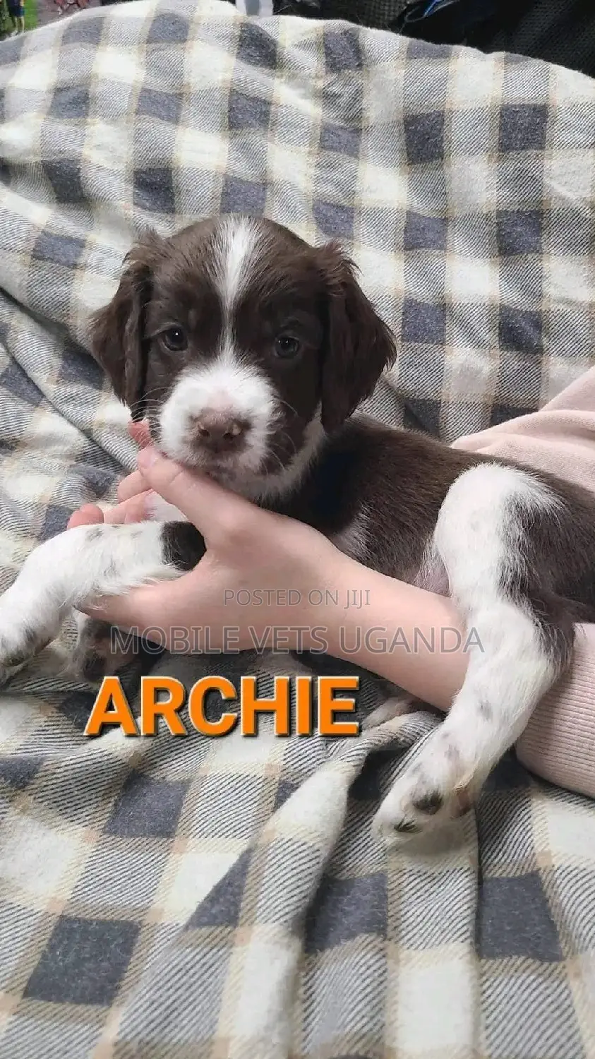 0-1 month Male Purebred English Cocker Spaniel